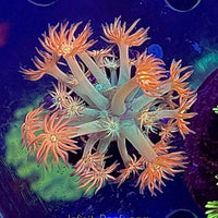 Time Warp Goniopora 1.5”