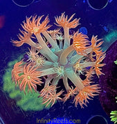 Time Warp Goniopora 1.5”