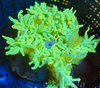 Neon Green Color Tip Bubbletip Anemone 3-5”