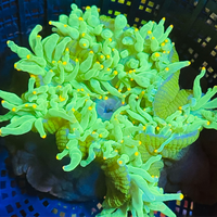 Neon Green Color Tip Bubbletip Anemone 3-5”