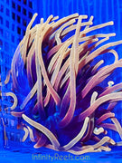 Chicago Sunburst Anemone 5”+