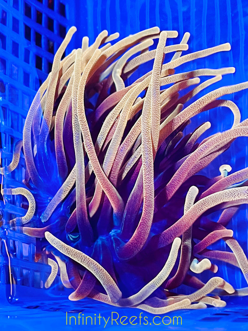 anemone様　オーダー　ダイヤモンドアート　5-31 Chicago Sunburst Anemone 5”+ | Infinity Reefs