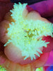 Toxic Yellow Ultra Bubbletip Anemone