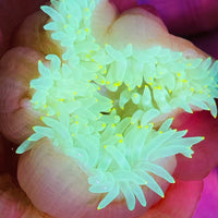 Toxic Yellow Ultra Bubbletip Anemone