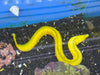Brazilian Banana Moray Eel