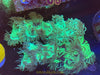 MD Australian Elegance Coral