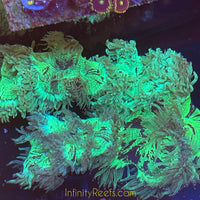 MD Australian Elegance Coral