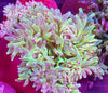 Neon Green Color Tip Bubbletip Anemone 3-5”