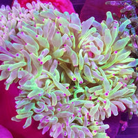 Neon Green Color Tip Bubbletip Anemone 3-5”