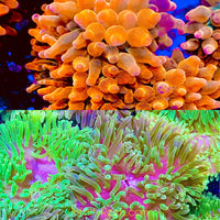 Super Bubbletip Anemone Combo 2-Pack