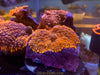 Orange Rhodactis Mushroom - asst’d