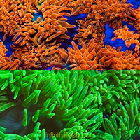 Super Bubbletip Anemone Combo 2-Pack