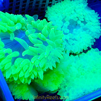 Highlighter Bubbletip Anemones