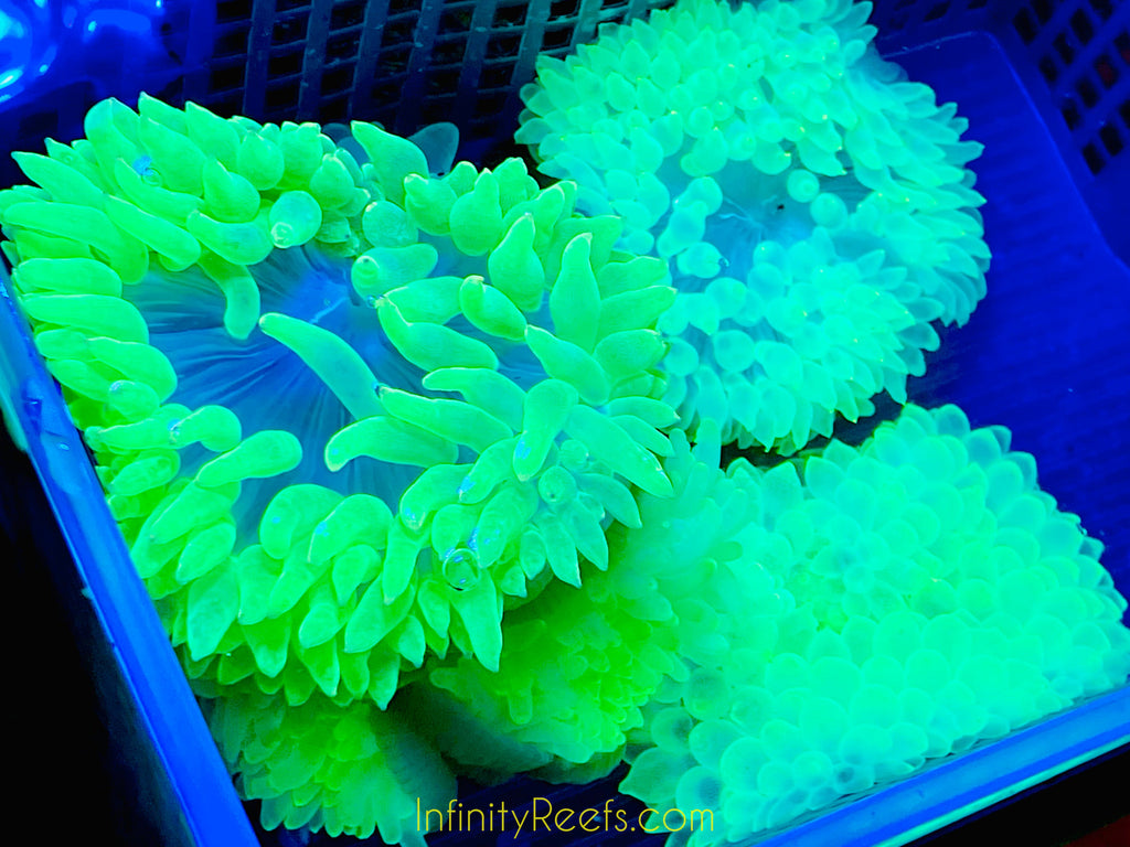 Highlighter Bubbletip Anemones