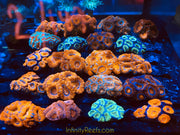 Australian Acans 2.5” colonies