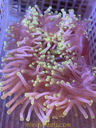 Ritteri Anemone (H.Magnifica)