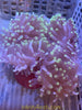 Ritteri Anemone (H.Magnifica)