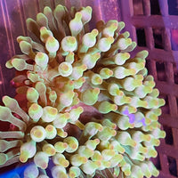 Color-tip Bubble Tip Anemone