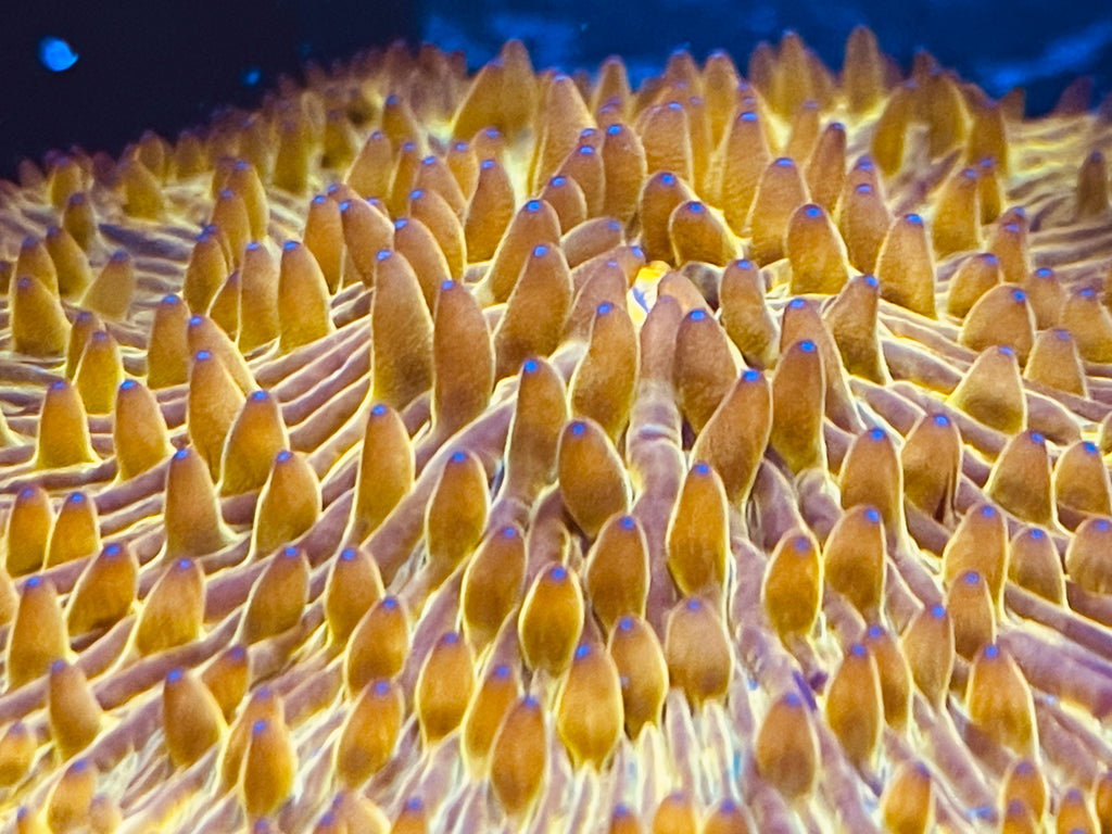 Golden Fungia Coral Lg 4”