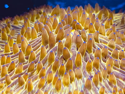 Golden Fungia Coral Lg 4”