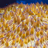 Golden Fungia Coral Lg 4”