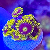 Infinity Corona Zoanthids Frag