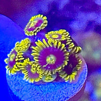 Infinity Corona Zoanthids Frag