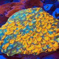 Acan Echinata Coral Show Colony