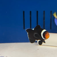 Black Darwin Clown Fish (aqua cultured)