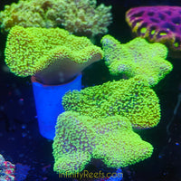 Super Green Polyp Toadstool Leather Coral