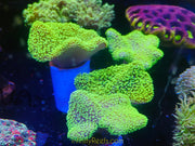 Super Green Polyp Toadstool Leather Coral