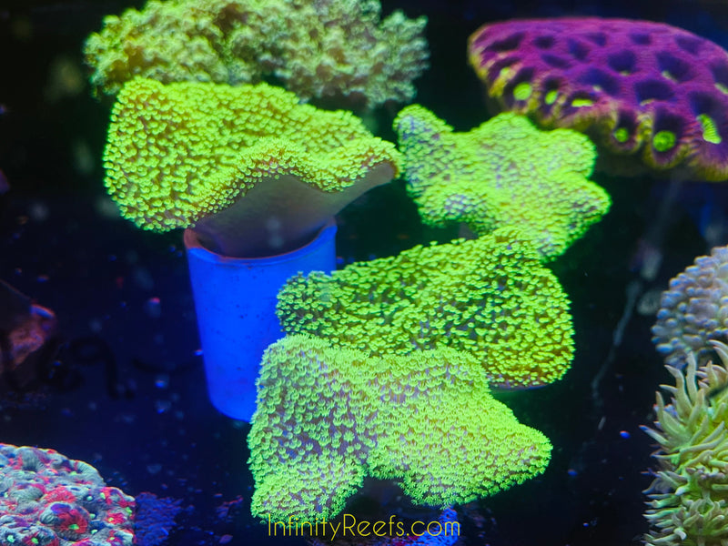 Super Green Polyp Toadstool Leather Coral | Infinity Reefs