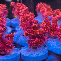 Australian Red Goniopora Frag