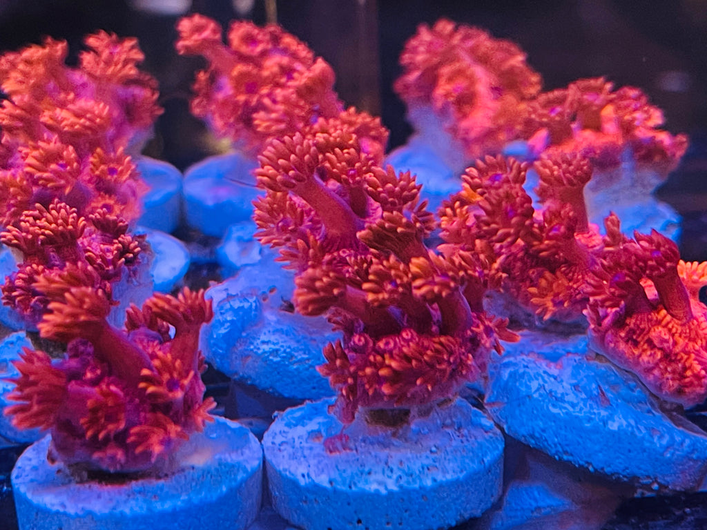 Australian Red Goniopora Frag