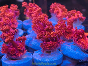 Australian Red Goniopora Frag