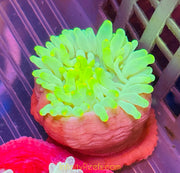 Highlighter Bubbletip Anemone
