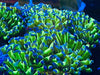 Purple Top Green Hammer Coral 2”