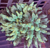 Color Tip Acid Washed Anemone 2-4”