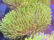 Indo Green Polyp Toadstool Leather