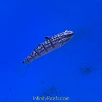 Biota Sand Cleaning Bullet Goby