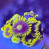 Infinity Corona Zoanthids Frag