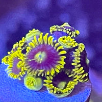 Infinity Corona Zoanthids Frag