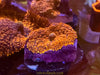 Orange Rhodactis Mushroom - asst’d
