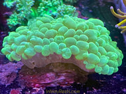 Green Pearl Bubble Coral