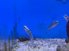 Biota Sand Cleaning Bullet Goby