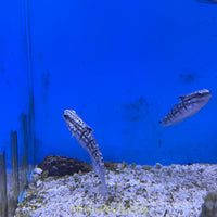 Biota Sand Cleaning Bullet Goby