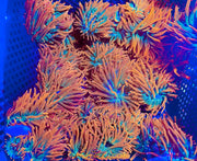 Super Rainbow Rose Bubble Tip Anemone