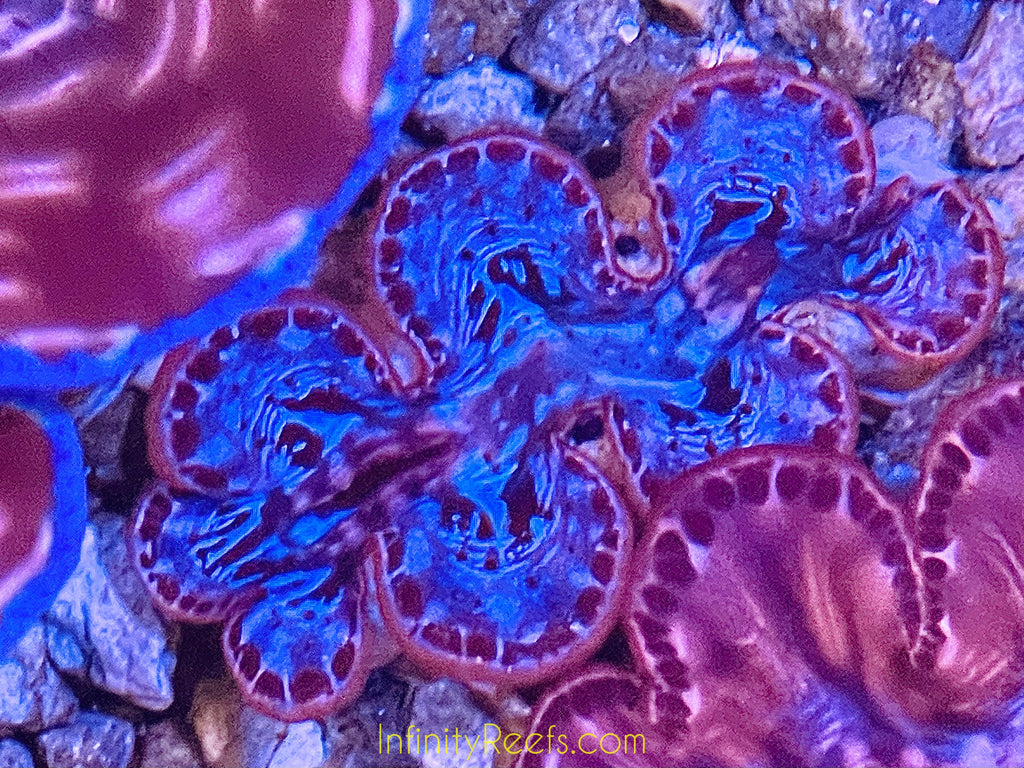 Maxima Clams 3”