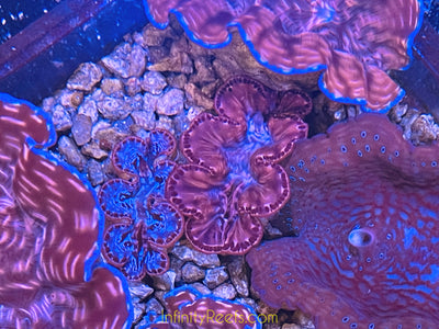 Maxima Clams 3”