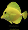 Yellow Tangs 3.5-5”+